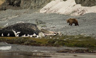 Secret Life of Predators