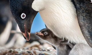 Secrets of the penguins