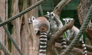 Seelöwe & Co. - tierisch beliebt