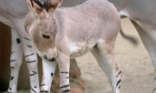 Seelöwe & Co. - tierisch beliebt