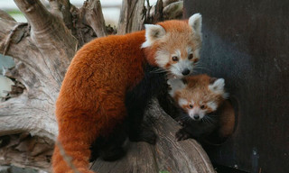 Seelöwe & Co. - tierisch beliebt