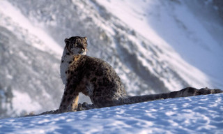 Snow leopard of Afghanistan