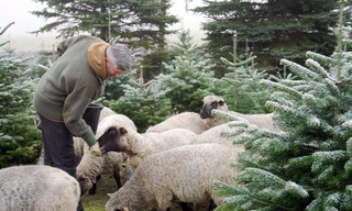 So feiern wir Weihnachten - Geschichten und Bräuche aus Kärnten