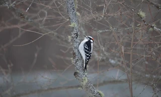 Spechten: Het Hele Verhaal