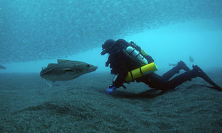 Stelldichein der Lodden vor Neufundland