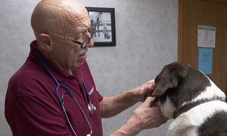 The incredible Dr. Pol