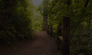 The Wonderland murders