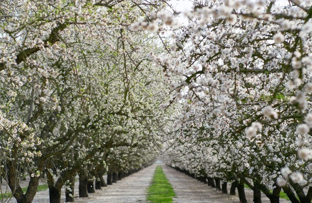 Still uit The Green Planet