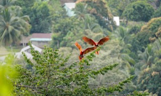 Unbekanntes Belize - Die Natur als Verbündete