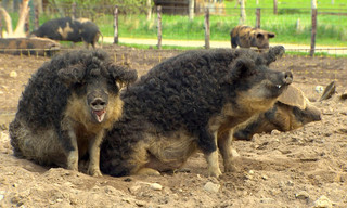 Vergessener Schatz - Die Rettung der Nutztiere
