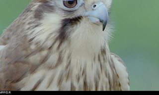 Vogels van Australië