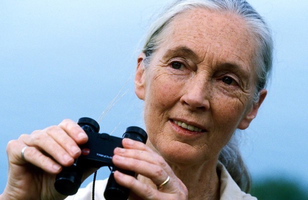 Jane Goodall