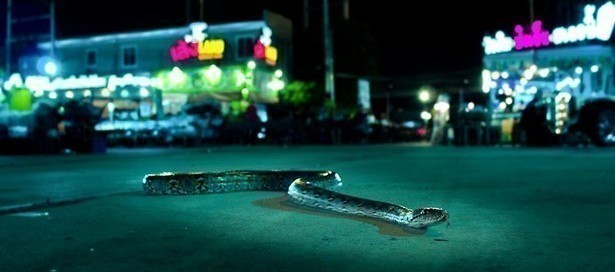 De stad als leefgebied