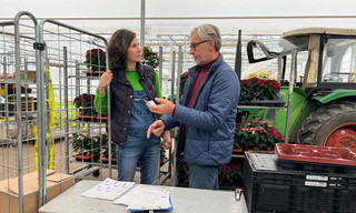 Weihnachtssterne - Adventsdekoration aus den Tropen