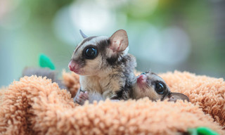 Weird, True & Freaky