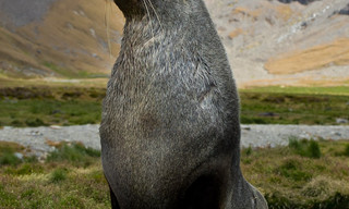 Wild Life: Ressurection Island