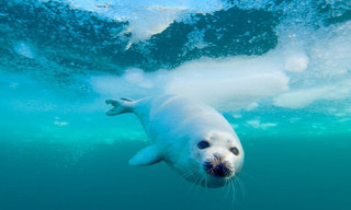 Wild Life: The Big Freeze