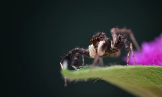 Wild, Smart and Deadly