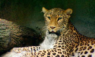 Wilder Wilder Westen