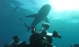 World's Biggest Bullshark?