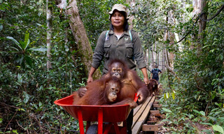 360° Reportage: Borneo, wo junge Orang-Utans leben lernen