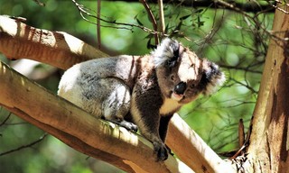 Australiens schönste Küstenstraße - Die Great Ocean Road