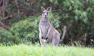 Australiens Südosten - Von Sydney nach Melbourne