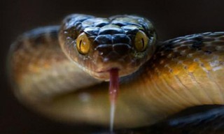 Australische slangenvangers: dodelijke achtervolging