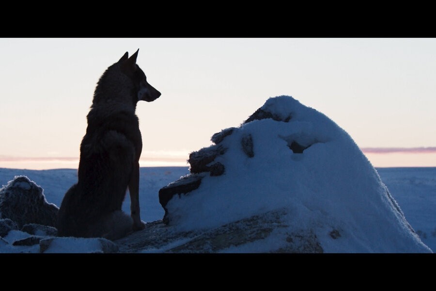Ailo het dappere rendier