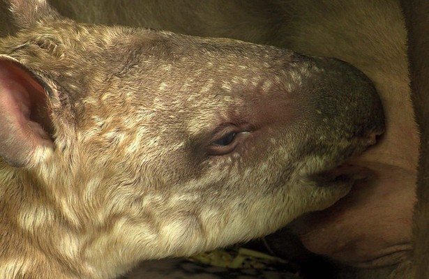 Still uit Bij Ons in de Dierentuin