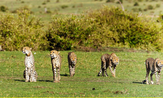 Die fünf Geparde