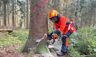 Die Stadtförsterin von Lübeck