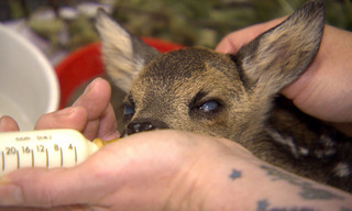 Die Wildtier-Retterin - Hilfe für kleine Tiere in großer Not