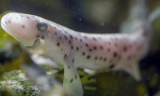 Ebbe - Ein tierisches Kammerspiel