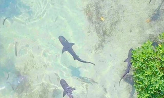 Geheimen van de Betoverende Wateren