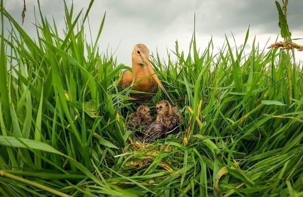 Still uit Grutto! De Reis van Onze Nationale Vogel