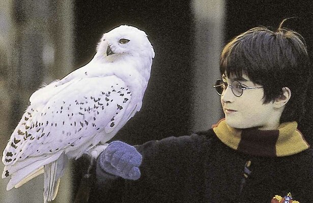 Daniel Radcliffe in Harry Potter