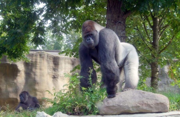 Gorilla Bokito uit Het Echte Leven in de Dierentuin