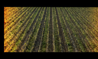 La Vigne en héritage