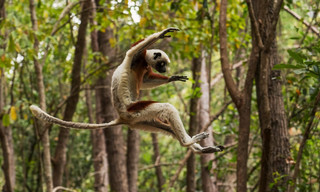 Land van de primaten