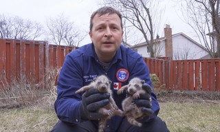 Louis et la faune urbaine