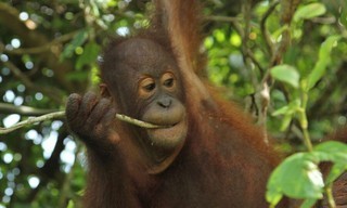 Meet the Orangutans