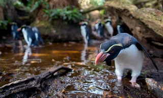 New Zealand: Earth's mythical islands