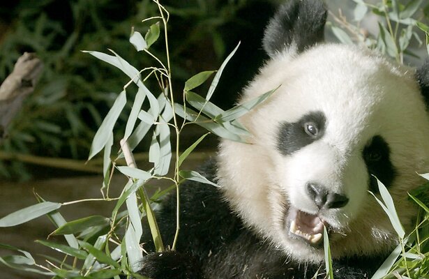 Eigen kerstspecial voor reuzenpanda Fan Xing op NPO1.