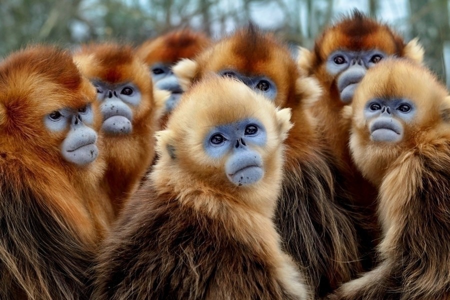 Seven worlds, one planet