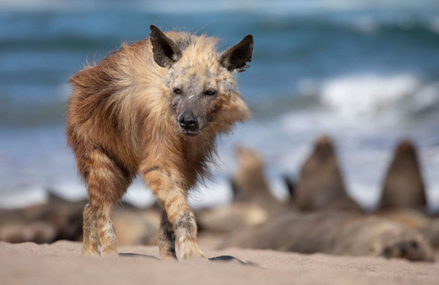 Natuur op 2: Seven worlds, one planet