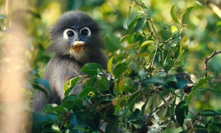 Kui Buri - Thailands unbekanntes Eden