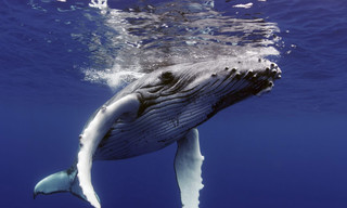 The witness as a whale