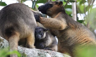 Tree Kangaroos: Ghosts of the Forest