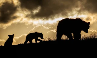 Wild Transylvania: Dracula's Hidden Kingdom